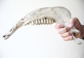 Man holding jawbone of large animal Royalty Free Stock Photo