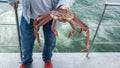A man holding a large live snow crab strigun in his hand