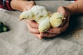 Man holding little chicken in his hands Royalty Free Stock Photo