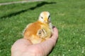 Little chicken on the palm,man holding a little chicken that looks straight at the camera Royalty Free Stock Photo