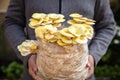 Man holding mycelium substrate with golden oyster mushrooms, fungiculture at home Royalty Free Stock Photo