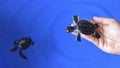 Man holding a newborn Baby Olive Ridley sea turtle. Royalty Free Stock Photo