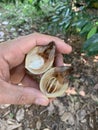 Man holding a nutmeg kernel with mace in one half of a split-open fruit Royalty Free Stock Photo
