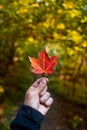 Man holding orange maple leaf in the beginning of autumn in canada., very blurred background, small depth of field