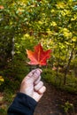 Man holding orange maple leave in the beginning of autumn in canada