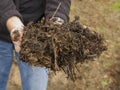 Fresh agricultural compost in a farmer`s hands.