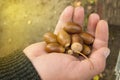 man holding in the palm of acorns that have fallen from oak in the background grass Royalty Free Stock Photo