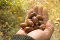 man holding in the palm of acorns that have fallen from oak in the background grass Royalty Free Stock Photo