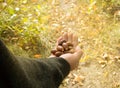 man holding in the palm of acorns that have fallen from oak in the background grass Royalty Free Stock Photo