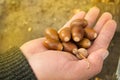 man holding in the palm of acorns that have fallen from oak in the background grass Royalty Free Stock Photo