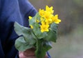 Man holding picked marsh merigold flowers. Royalty Free Stock Photo