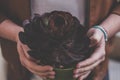 Man holding a pot of black rince succulent with a blurry background Royalty Free Stock Photo