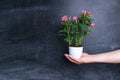 Man holding a pot with a rose on the background of a chalk board