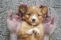 Man holding puppy in palms of hands Royalty Free Stock Photo