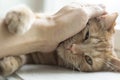 Man holding red cat in hands, close up Royalty Free Stock Photo