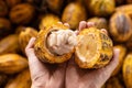 man holding a ripe cocoa fruit inhand with beans inside. Royalty Free Stock Photo