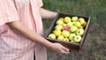 Man holding ripe green yellow apples in box on blur natural background. Farmer with fruit harvest. Royalty Free Stock Photo