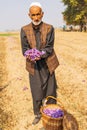 Man holding saffron crocus flowers in a field in Jammu and Kashmir
