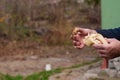 Man holding a sandwich. Outdoor. Close up Royalty Free Stock Photo