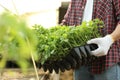 Man holding seedling tray with young tomato plants in greenhouse, closeup Royalty Free Stock Photo