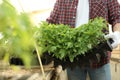 Man holding seedling tray with young tomato plants in greenhouse, closeup Royalty Free Stock Photo