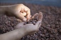 Man holding a selection of completed cocoa seeds and must be dried