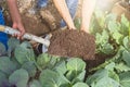 A Man holding a shovel with soil. Kohlrabi nature green garden urban gardening. A kohlrabi bed with a self prepared Royalty Free Stock Photo