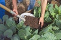 A Man holding a shovel with soil. Kohlrabi nature green garden urban gardening. A kohlrabi bed with a self prepared Royalty Free Stock Photo