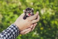 A man holding a small, beautiful striped color kitten, who opened his mouth and shows the tongue