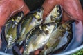 A man holding a small carp. Little fish in the hands of a fisherman. Summertime. Fishing.beautiful mirror carp portrait