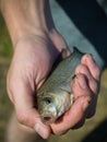 A man holding a small fish in his hand which he caught in the river Royalty Free Stock Photo