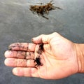 Man holding a small sand crabs