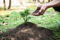 Man holding the soil in two hands to add more soil to the planted seedlings into the ground Royalty Free Stock Photo