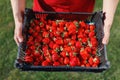 Man holding a strawberries box in his hands, green lawn background