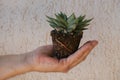 close up male hand with plant with soil and roots