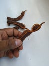 Man Holding Tamarind without Shell on white Background