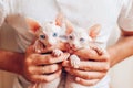 Man holding two Canadian sphynx kittens in hands. Hairless cats have blue eyes Royalty Free Stock Photo