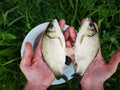 Man holding two Freshwater fish Royalty Free Stock Photo