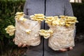 Man holding two mycelium substrate with golden oyster mushrooms, fungiculture at home Royalty Free Stock Photo