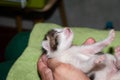 Man holding white with brown newborn kitten with outstretched paws and closed eyes