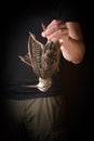Man holding woodcock in hand. Wildfowl hunting.Wild hunting fowls.