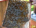 Man holding wooden frame with honeycomb and bees on it in nature Royalty Free Stock Photo