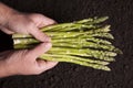 Man Holds Asparagus Royalty Free Stock Photo