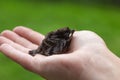 A man holds a baby sparrow in his hand Royalty Free Stock Photo