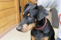 Man holds black doberman pintscher puppy with his hands