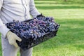 Man holds box of Ripe bunches of black grapes outdoors. Autumn grapes harvest in vineyard ready to delivery for wine making. Royalty Free Stock Photo
