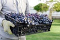 Man holds box of Ripe bunches of black grapes outdoors. Autumn grapes harvest in vineyard ready to delivery for wine making.