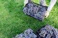 Man holds box of Ripe bunches of black grapes outdoors. Autumn grapes harvest in vineyard ready to delivery for wine making. Royalty Free Stock Photo