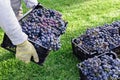 Man holds box of Ripe bunches of black grapes outdoors. Autumn grapes harvest in vineyard ready to delivery for wine making.