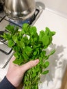 A man holds a bunch of fresh mint Royalty Free Stock Photo